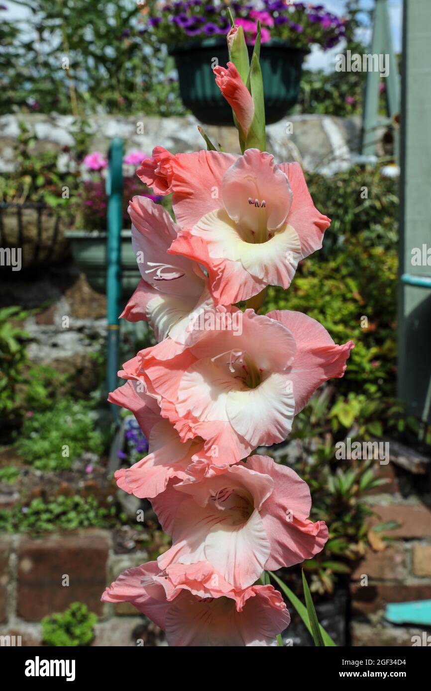 Pink Gladioli in einem Garten Stockfoto