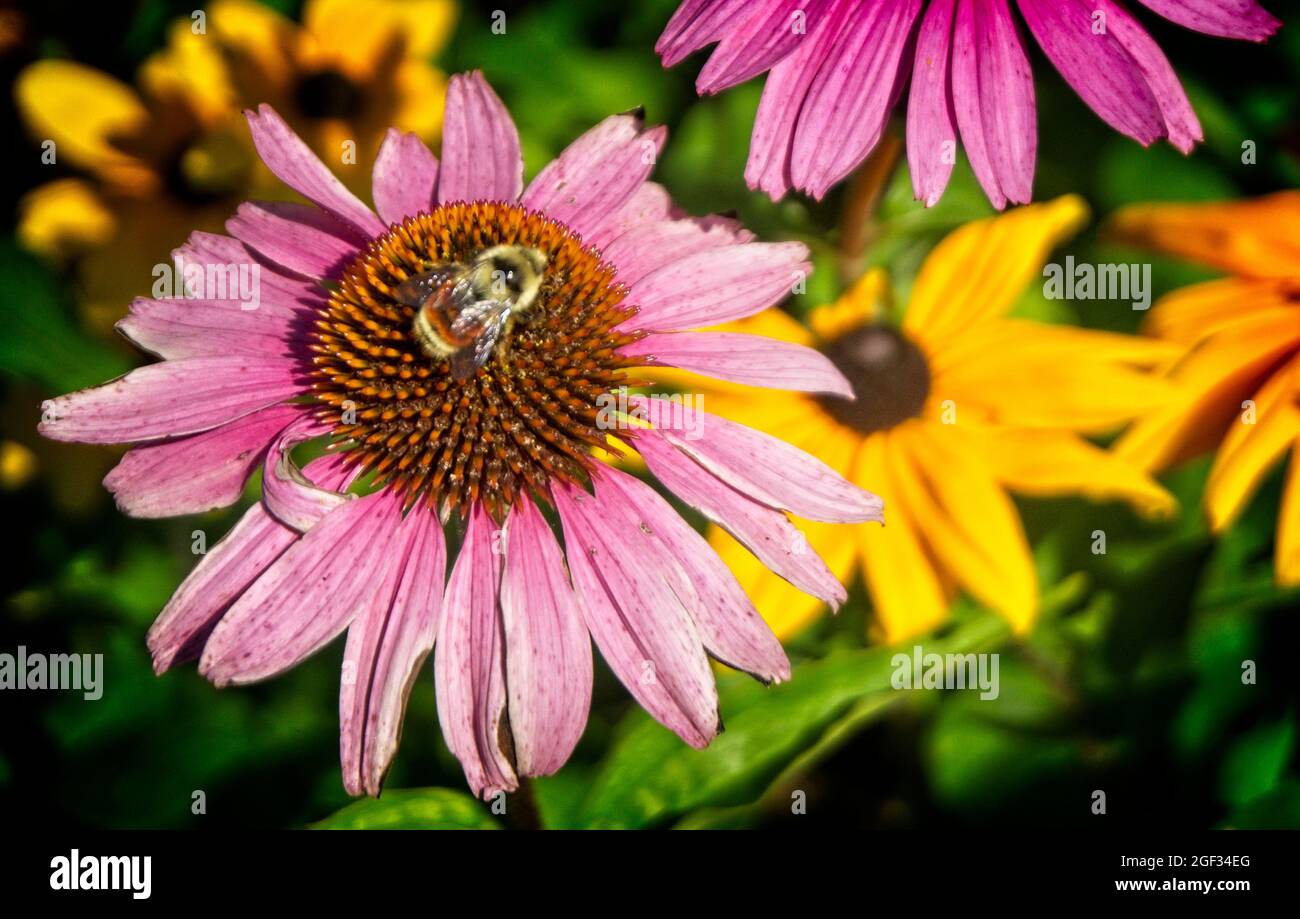 Sonnenblumen Prince Island Calgary Alberta Stockfoto
