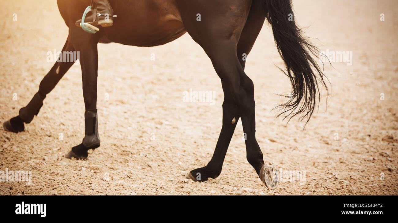 Ein schwarzes Pferd mit einem Reiter im Sattel und einem langen, schönen Schwanz galoppiert um die Arena und tritt mit Hufen auf den Sand. Reitsport. Horse Rid Stockfoto