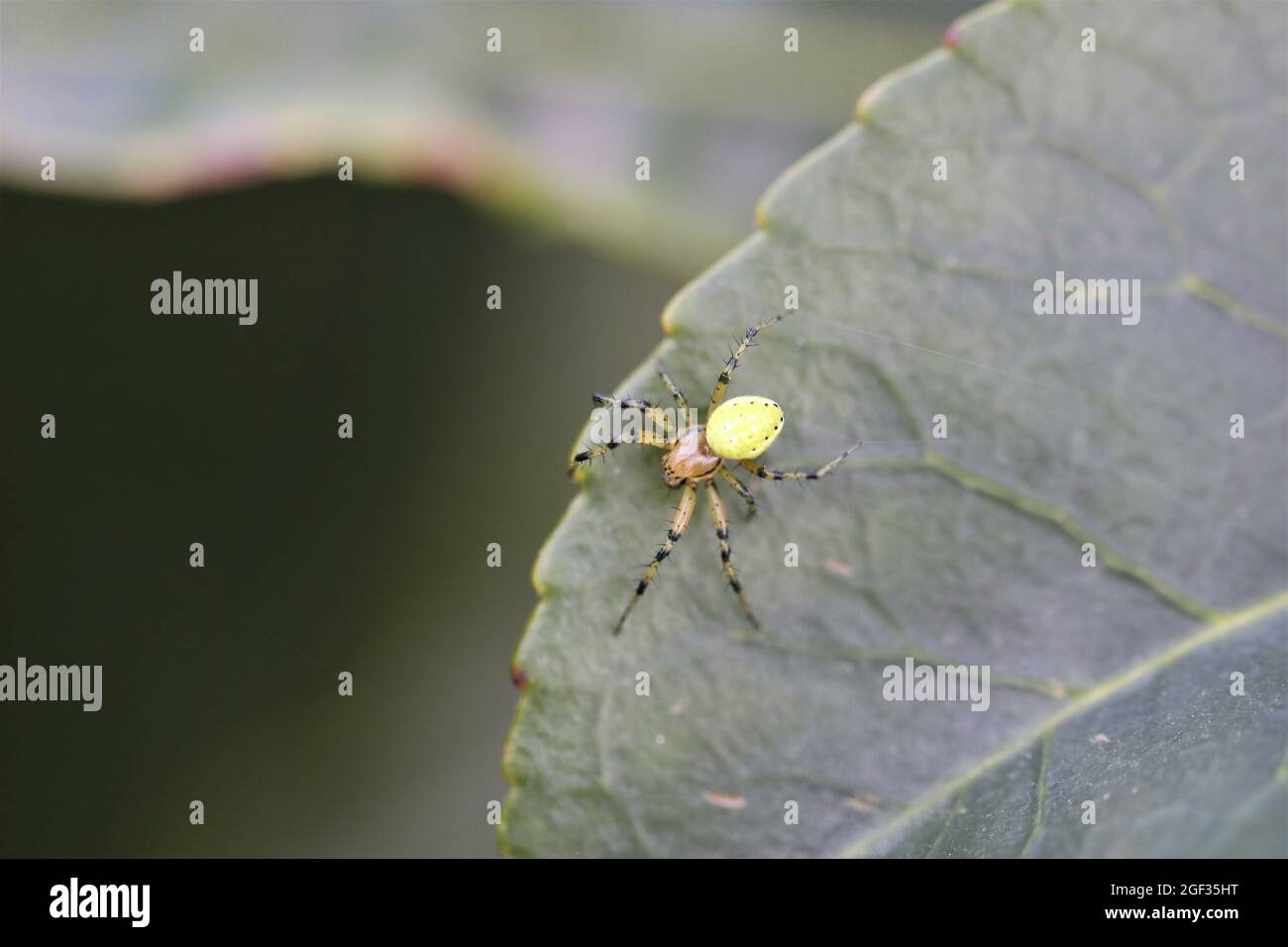 Gurke grüne Spinne, Männchen Stockfotografie - Alamy