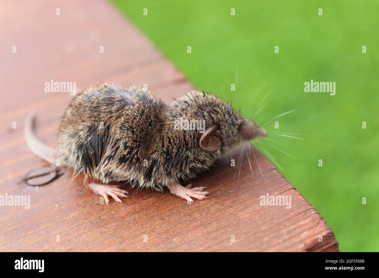 Eine nasse Spitzmaus auf einem Tisch Stockfoto