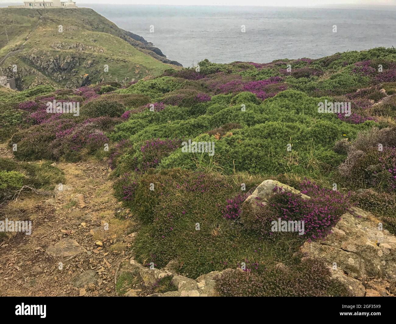 Wunderschöne Küste von Pembrokeshire im august mit blühendem Heidekraut Stockfoto