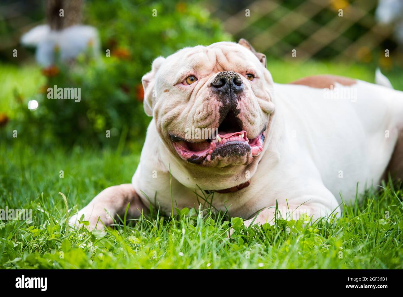 Porträt einer stark aussehenden White American Bulldog im Freien Stockfoto