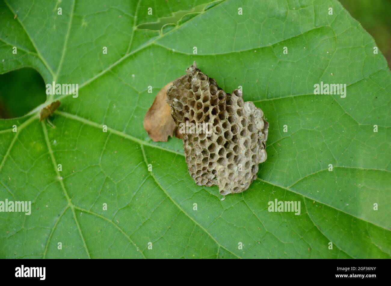 Nahaufnahme der braunen Honigbienenkamm auf dem arabischen Blatt über unscharf grünen Hintergrund. Stockfoto