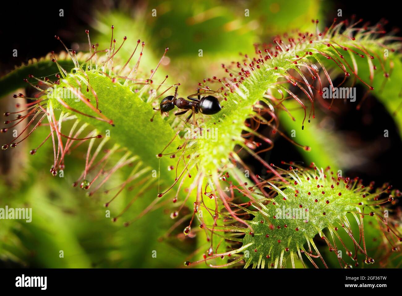 Ameise, die von einem Drosera capensis (Kapsundaw) gefangen wurde. Fleischfressende Pflanze in Aktion. Stockfoto