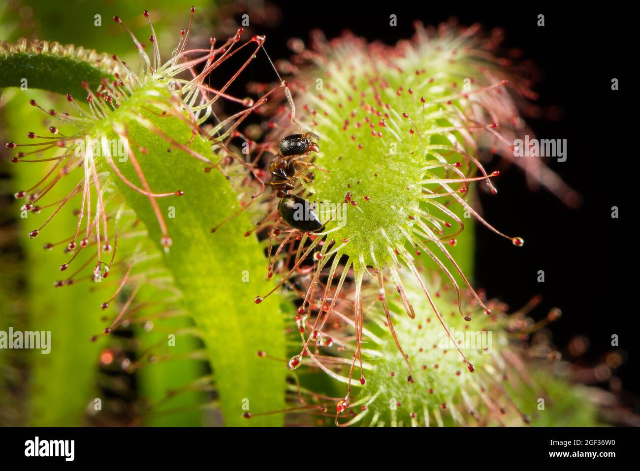 Ameise, die von einem Drosera capensis (Kapsundaw) gefangen wurde. Fleischfressende Pflanze in Aktion. Stockfoto