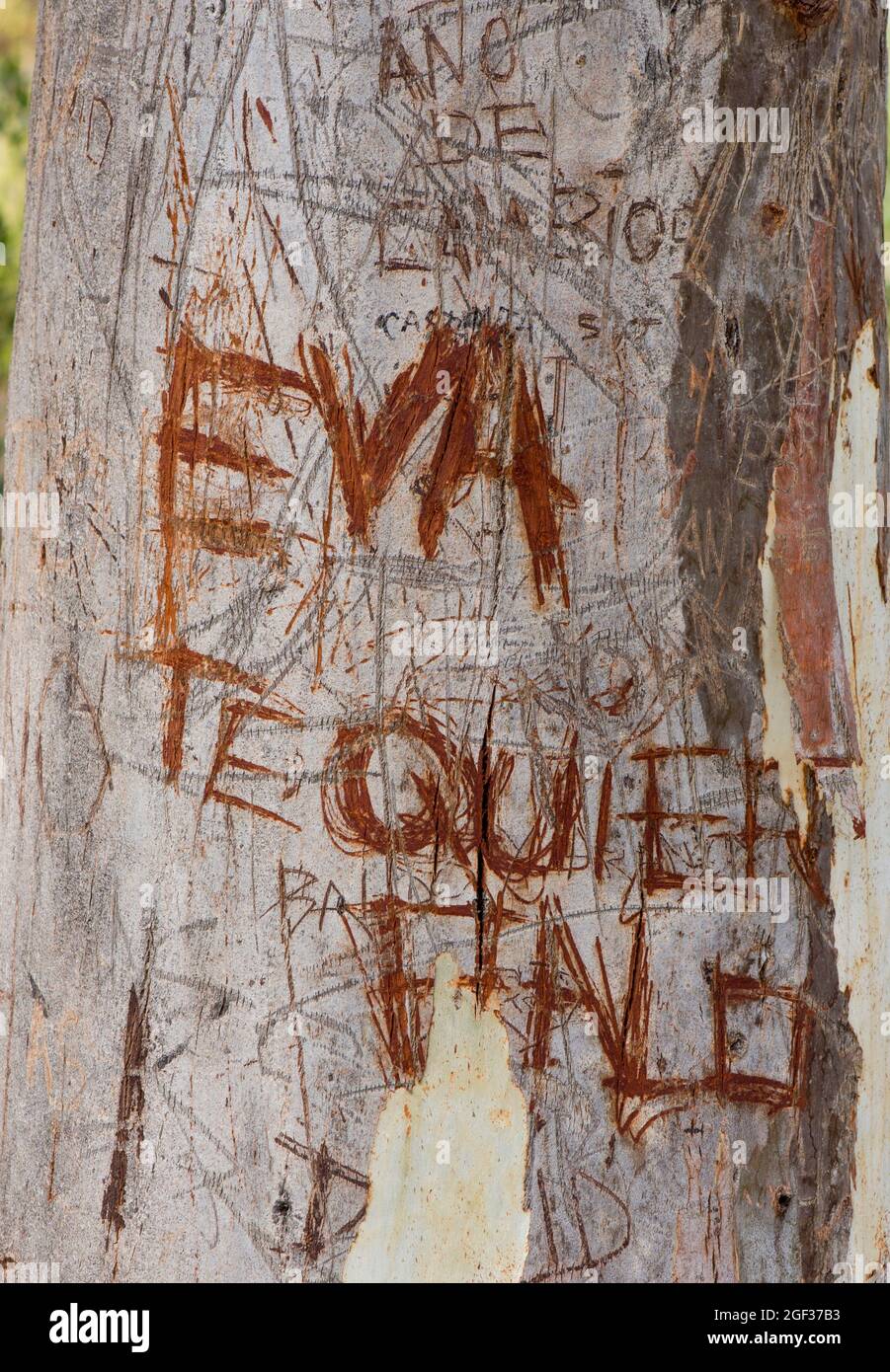 Initialen von Liebhabern in Baumrinde geschnitzt, Spanien. Stockfoto