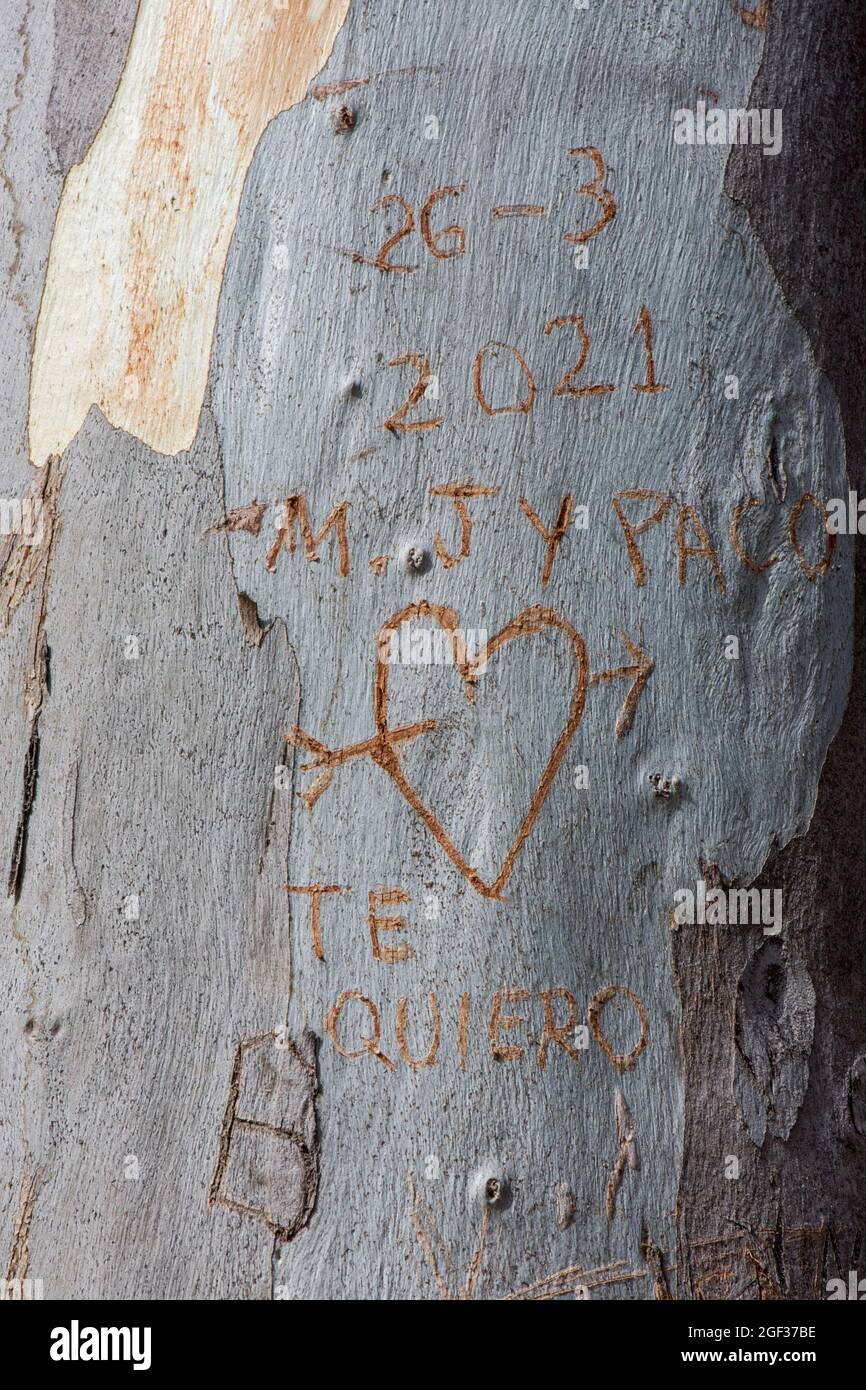 Initialen von Liebhabern in Baumrinde geschnitzt, Spanien. Stockfoto