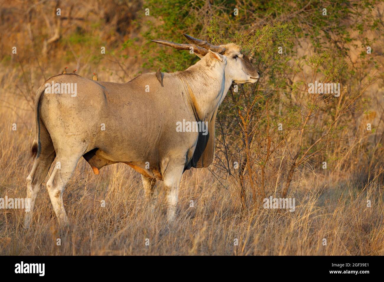 Eland {Taurotragus oryx} und Rotschnabelockspecht (Buphagus erythrorhynchus). Nordwest-Provinz. Südafrika Stockfoto