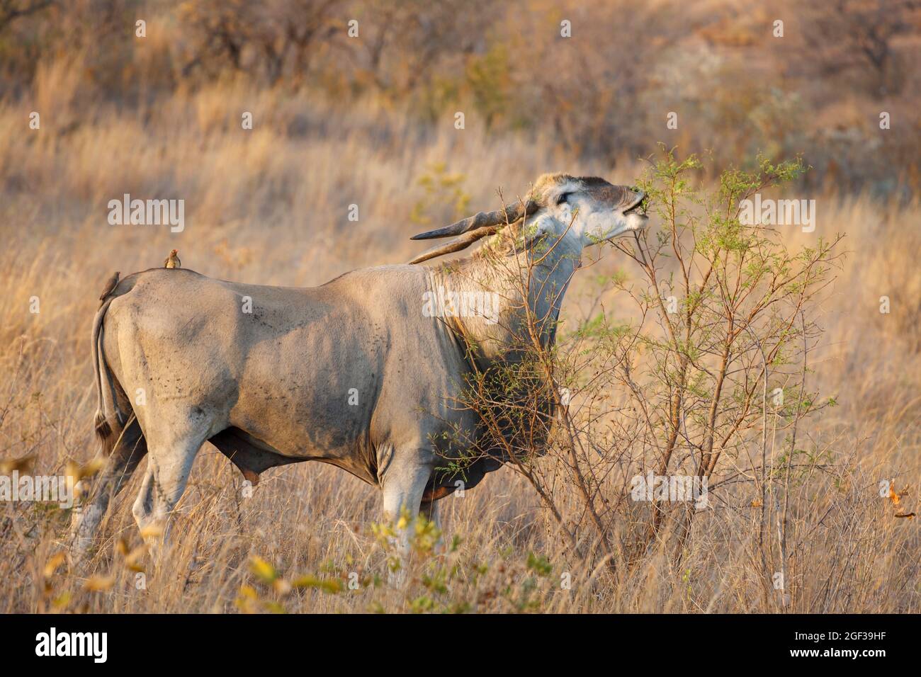 Eland {Taurotragus oryx} und Rotschnabelockspecht (Buphagus erythrorhynchus). Nordwest-Provinz. Südafrika Stockfoto