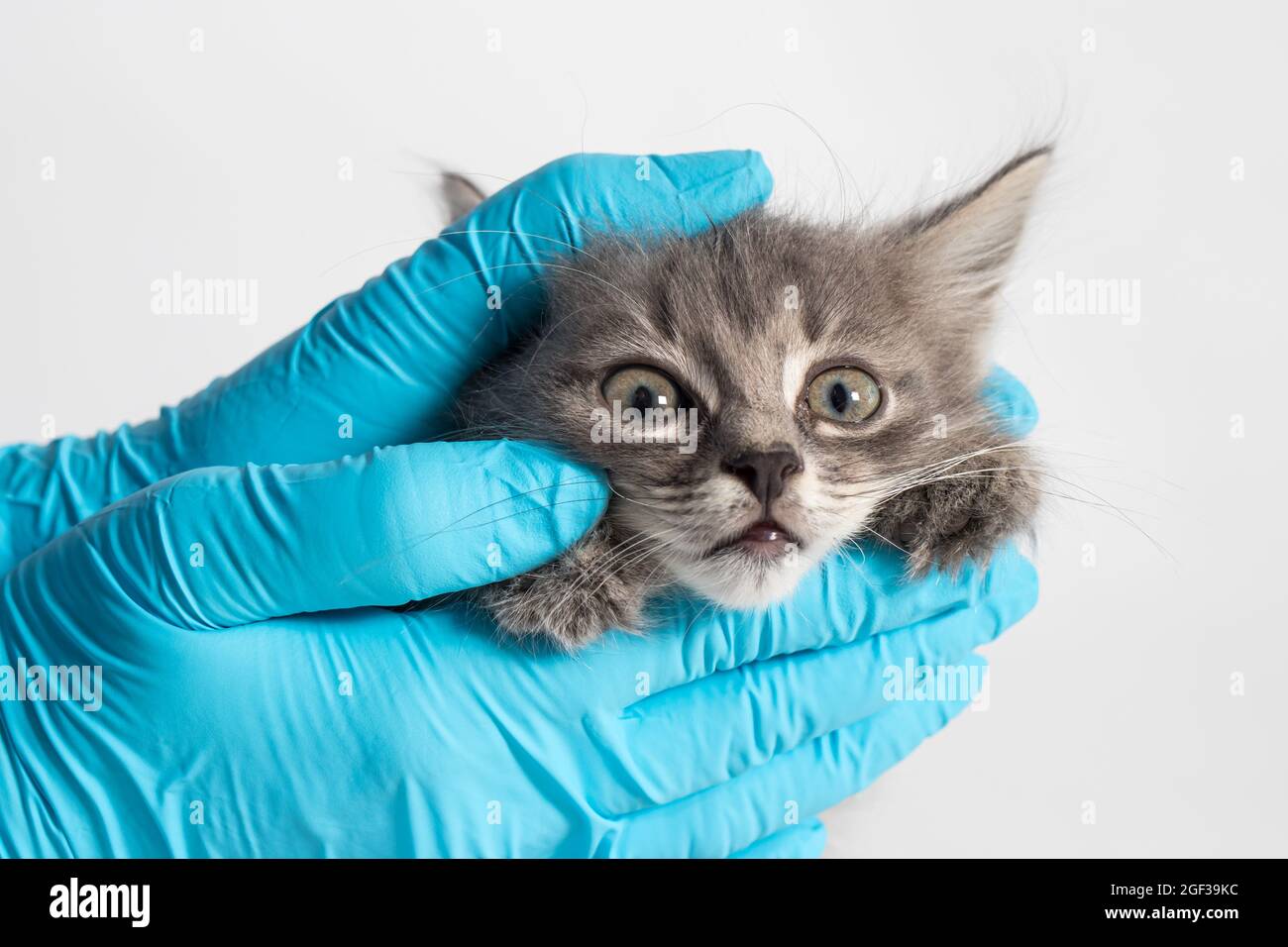 Untersuchung der Augen und Nase des Kätzchens. Tierklinik, Prävention und Behandlung von Krankheiten bei Katzen Stockfoto