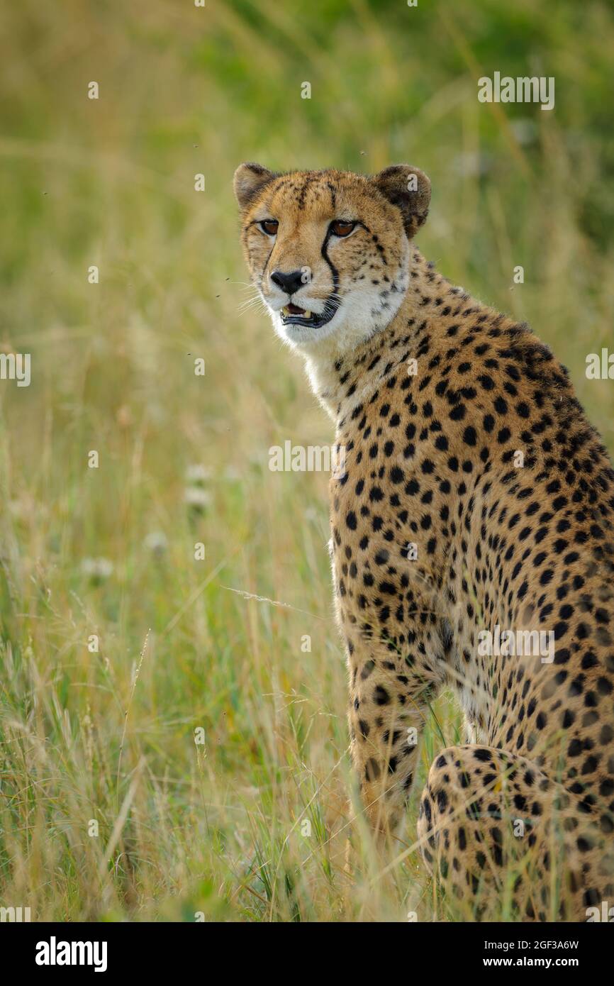 Gepard (Acinonyx jubatus). Südafrika Stockfoto