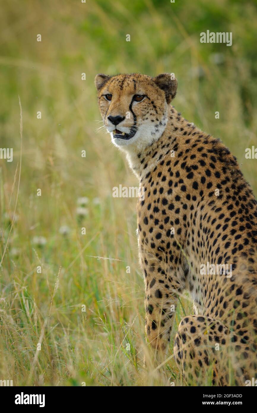 Gepard (Acinonyx jubatus). Südafrika Stockfoto