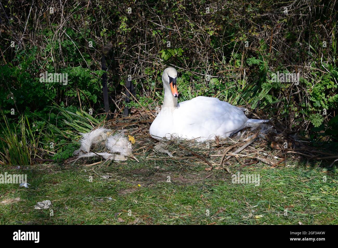 Ein stummer Schwan brütet Eier auf dem Nest. Stockfoto