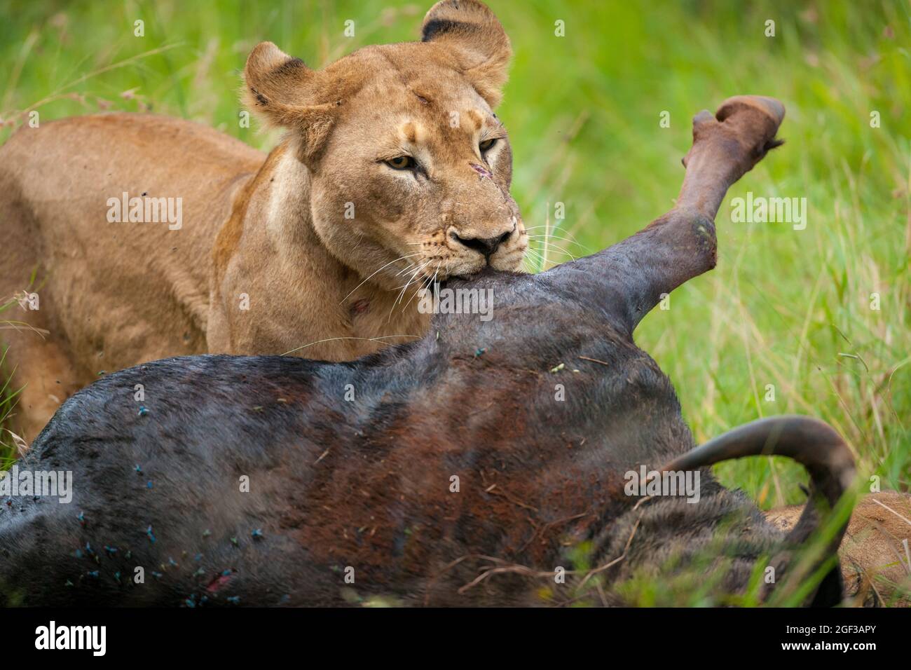 Löwe (Panthera leo), der sich von einem blauen Gnus ernährt, oder gewöhnlicher Gnus (Connochaetes taurinus). KwaZulu Natal, Südafrika. Stockfoto