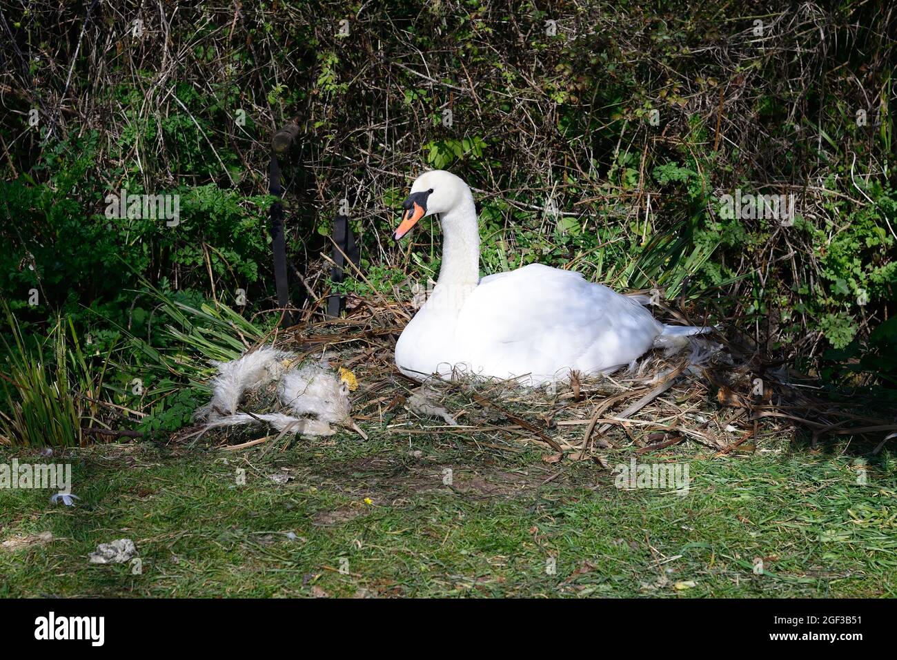 Ein stummer Schwan brütet Eier auf dem Nest. Stockfoto