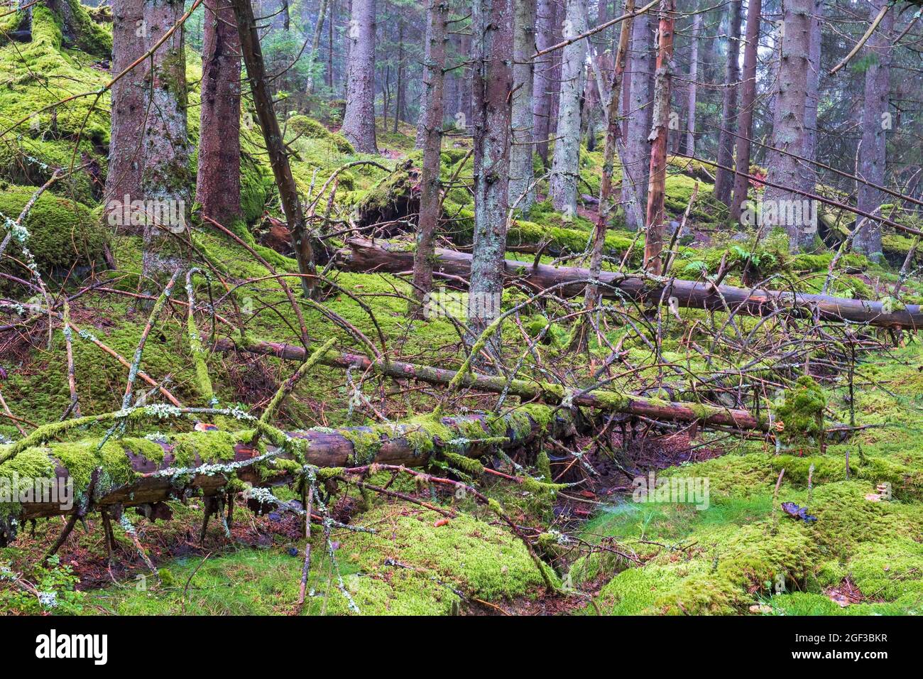Naturwald mit umgestürzten Bäumen und grünem Moos Stockfoto