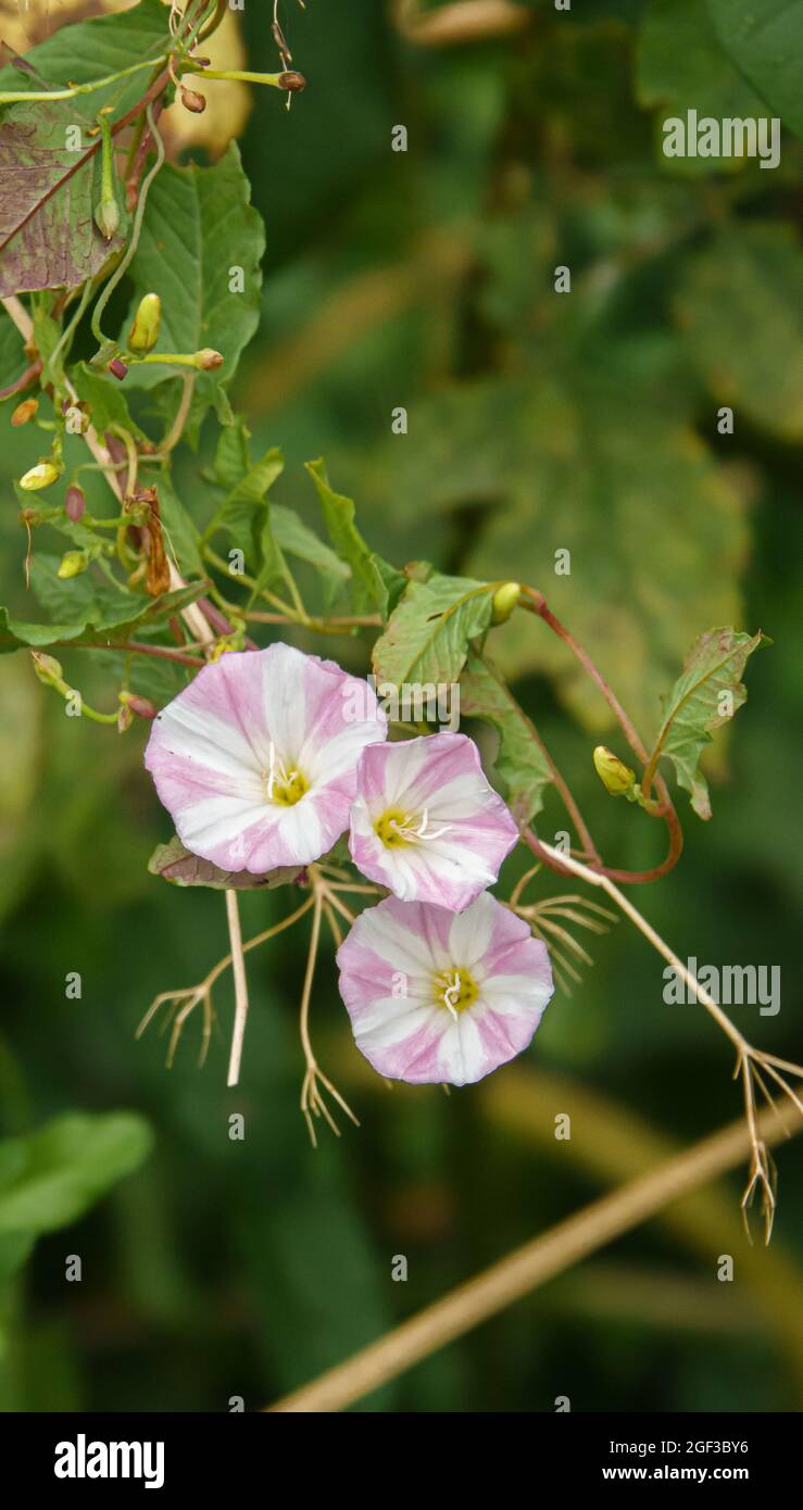 Eine schöne Blume aus Feldbindekraut, auch bekannt als Bärbin, Binse, Kornbine, Feldkonvolvulus, wilder Konvolvulus (Convolvulus arvensis L) Stockfoto