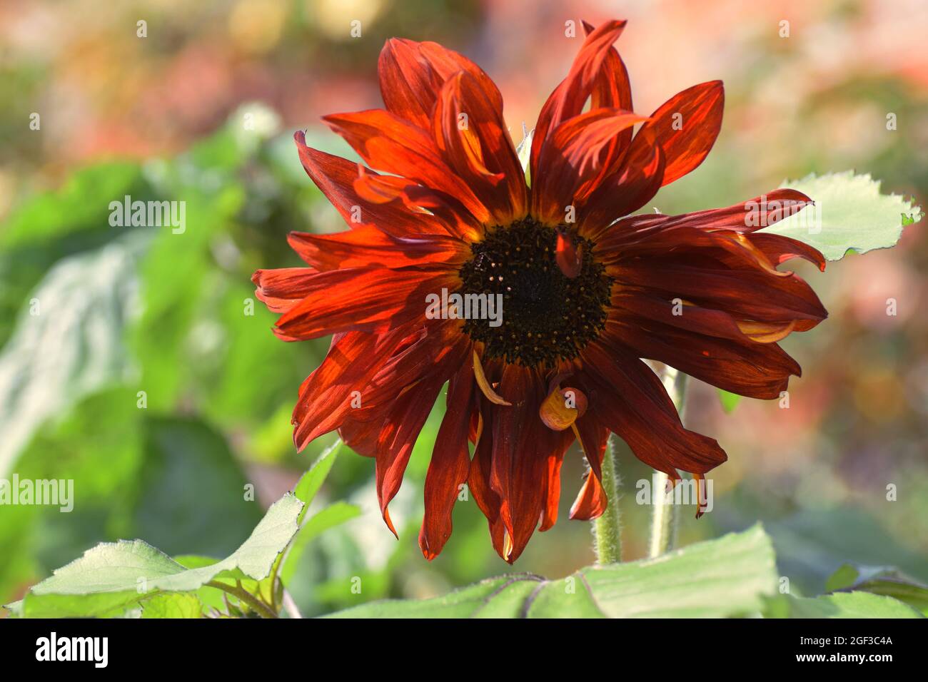 Eine dunkelrote Sonnenblume in voller Blüte Stockfoto