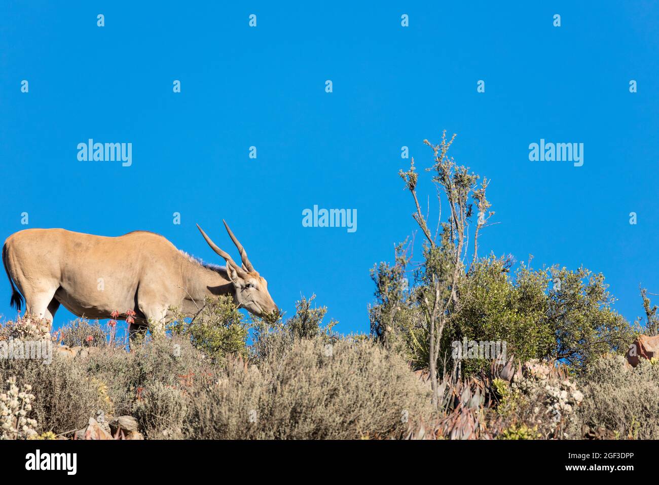 Eland (Taurotragus oryx) in typischer karoo-Vegetation. Karoo, Westkap, Südafrika Stockfoto