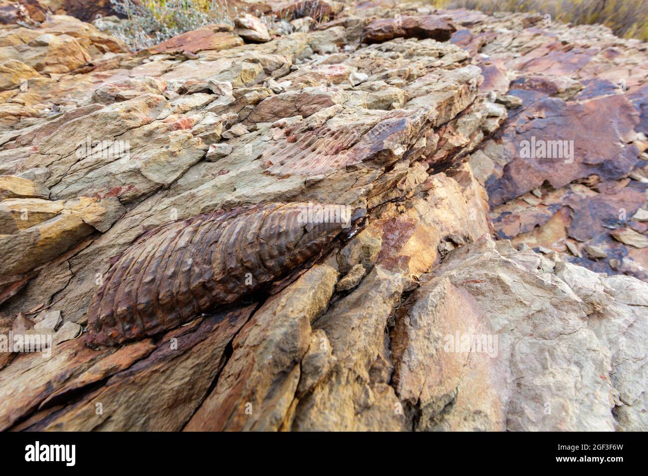 Trilobit fossil. Karoo, Westkap, Südafrika Stockfoto