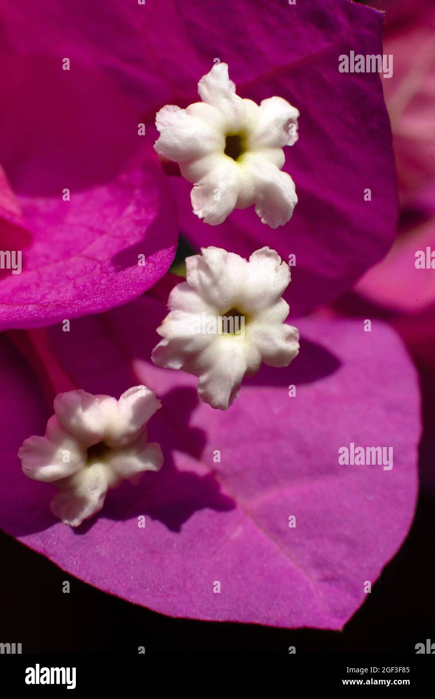 Kronenröhren der Bougainvillea Blume mit magentafarbenen Braktblättern im Makrobild. Stockfoto