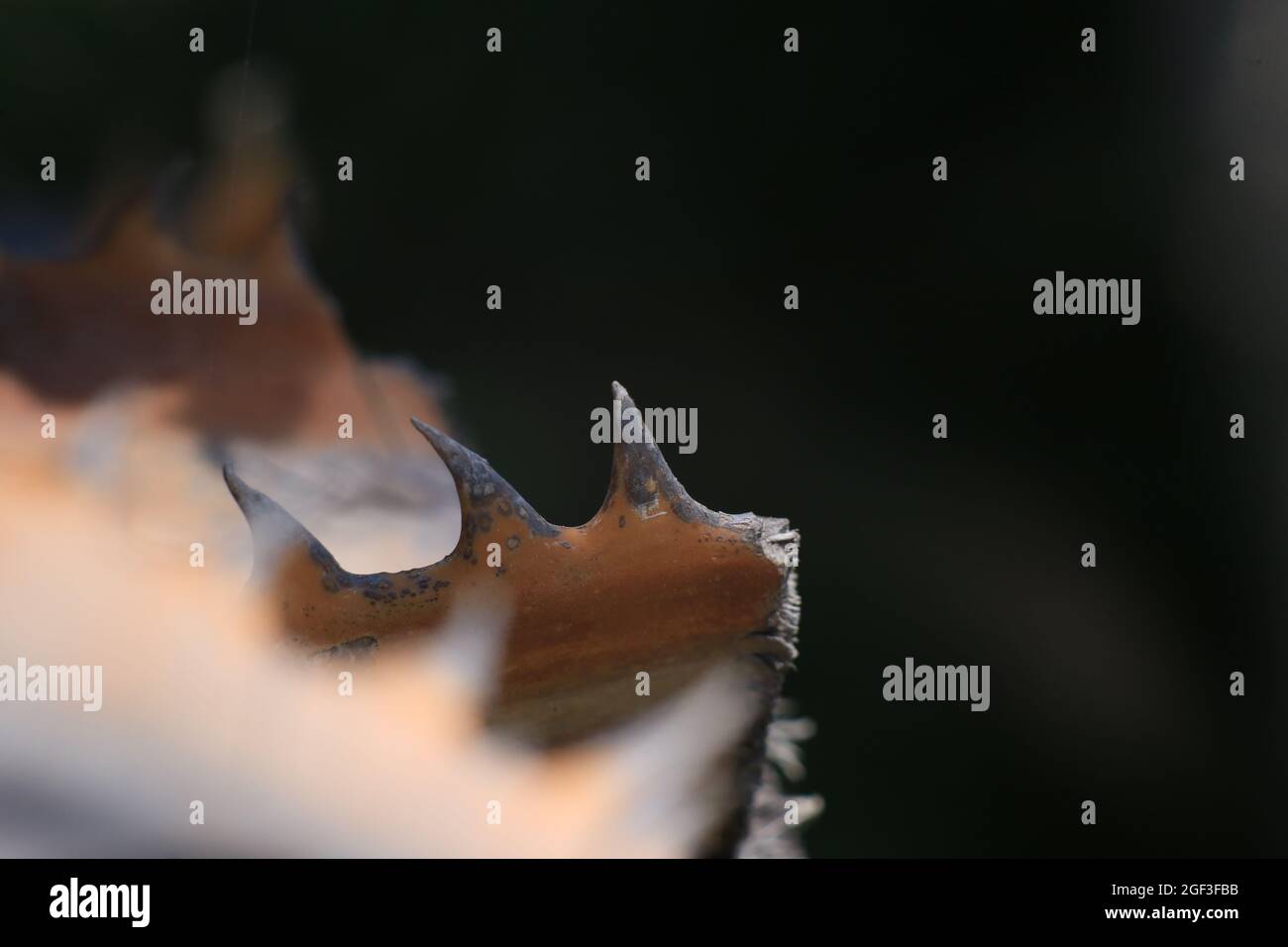 Palmendornen im Makrobild mit dunklem Hintergrund Stockfoto