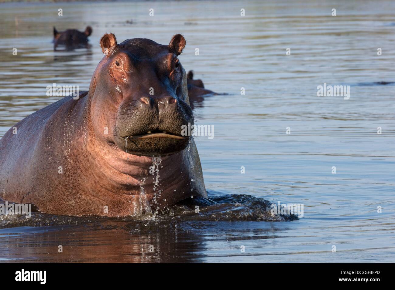 Gewöhnlicher Nilpferd oder Nilpferd (Hippopotamus amphibius), der Aggression zeigt. Okavango-Delta. Botswana Stockfoto