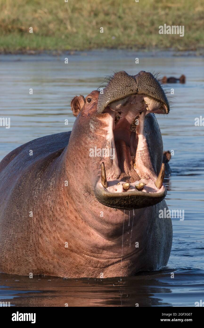 Gewöhnlicher Nilpferd oder Nilpferd (Hippopotamus amphibius), der Aggression zeigt. Okavango-Delta. Botswana Stockfoto