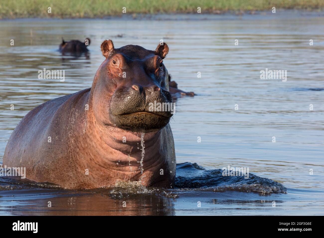 Gewöhnlicher Nilpferd oder Nilpferd (Hippopotamus amphibius), der Aggression zeigt. Okavango-Delta. Botswana Stockfoto