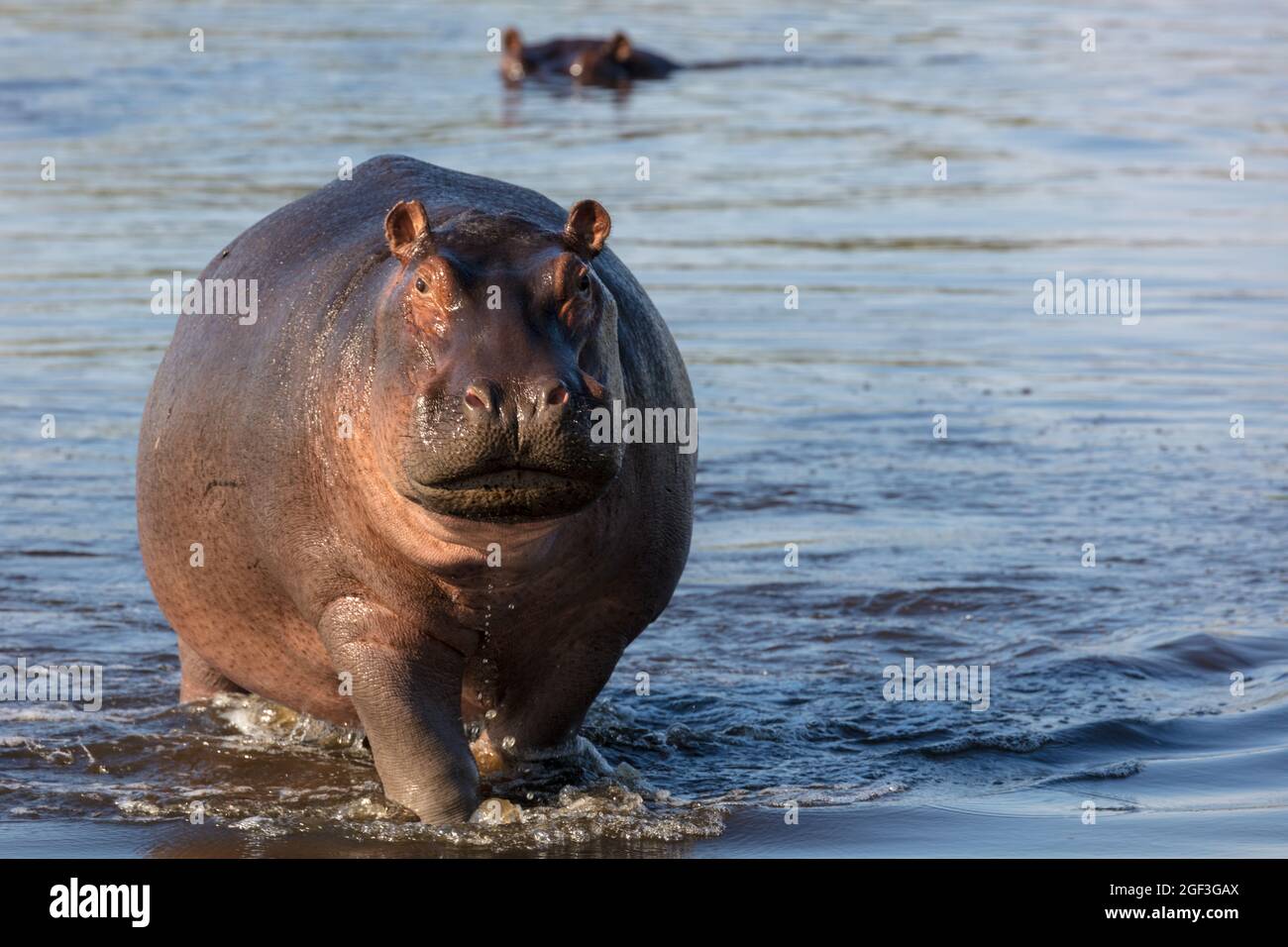 Gewöhnlicher Nilpferd oder Nilpferd (Hippopotamus amphibius), der Aggression zeigt. Okavango-Delta. Botswana Stockfoto