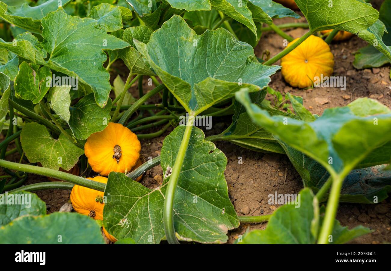 Kulinarischer Kürbis Jill Be Little Variety Growing in field in Sunshine, Kilduff Farm, East Lothian, Schottland, Großbritannien Stockfoto