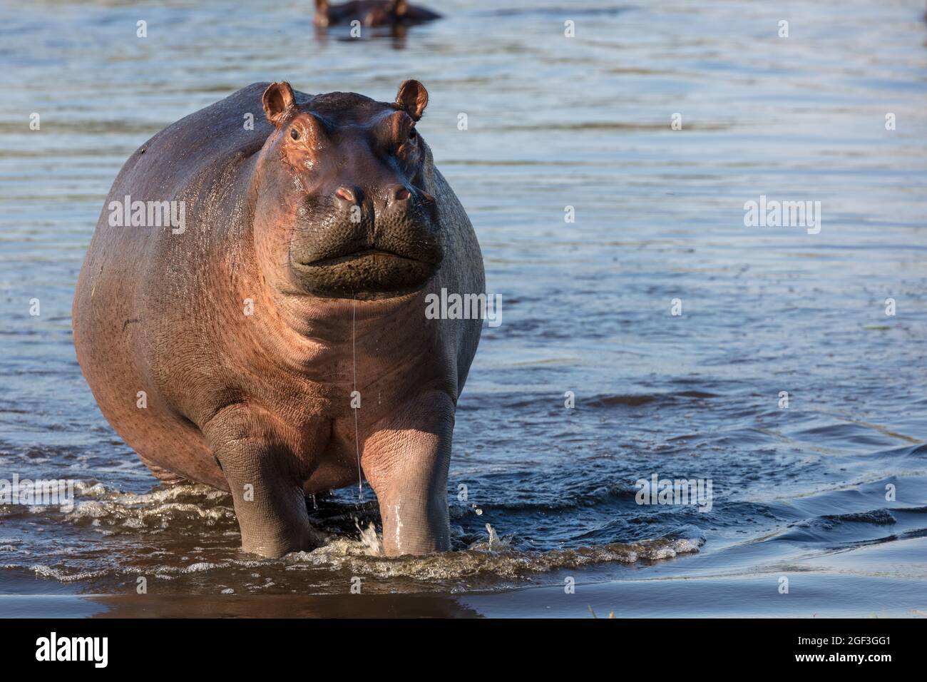Gewöhnlicher Nilpferd oder Nilpferd (Hippopotamus amphibius), der Aggression zeigt. Okavango-Delta. Botswana Stockfoto