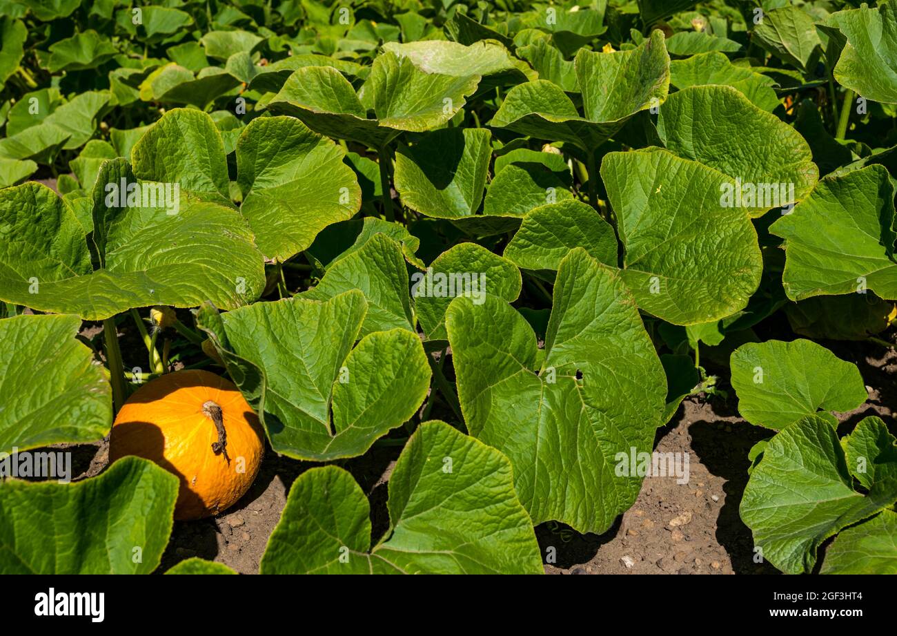 Kulinarische Kürbis Red Kuri Sorte wächst im Feld bei Sonnenschein, Kilduff Farm, East Lothian, Schottland, Großbritannien Stockfoto