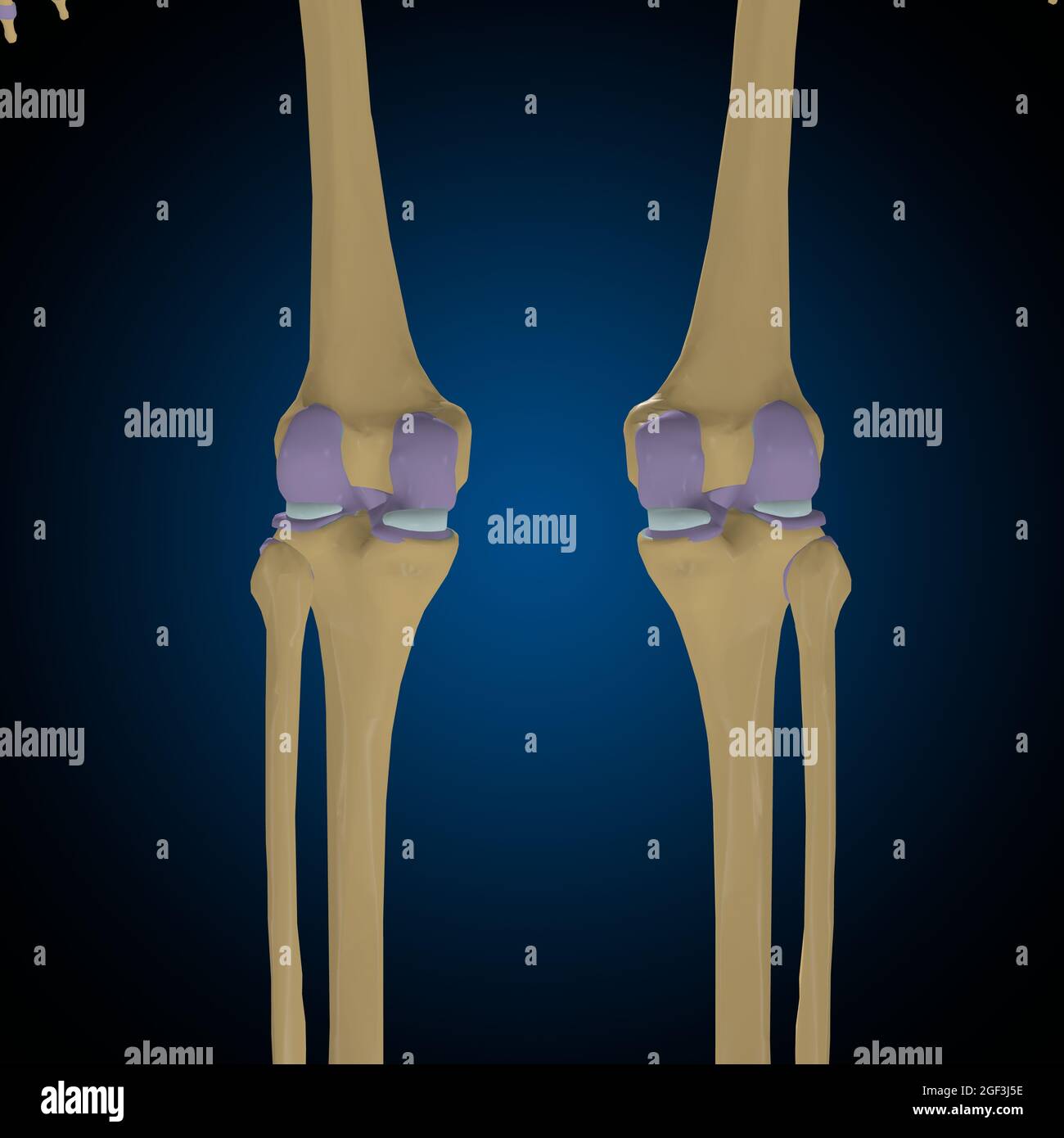 Gelenkkapsel Anatomie für Medical Concept 3D Illustration Stockfoto