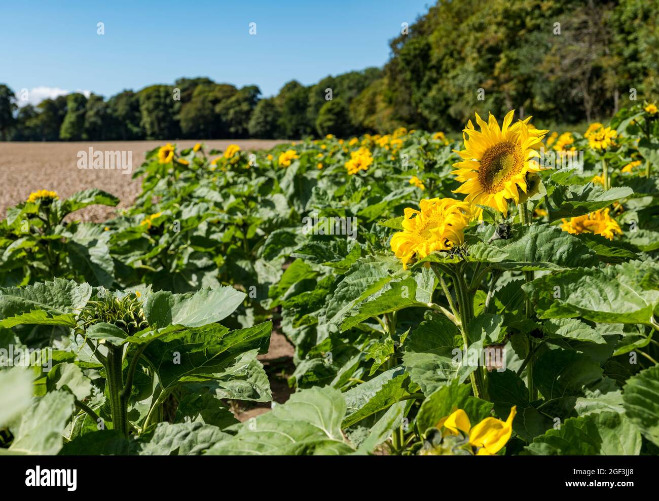 Sonnenblumenköpfe reifen bei Sonnenschein, Luffness Mains Farm, East Lothian, Schottland, Großbritannien Stockfoto