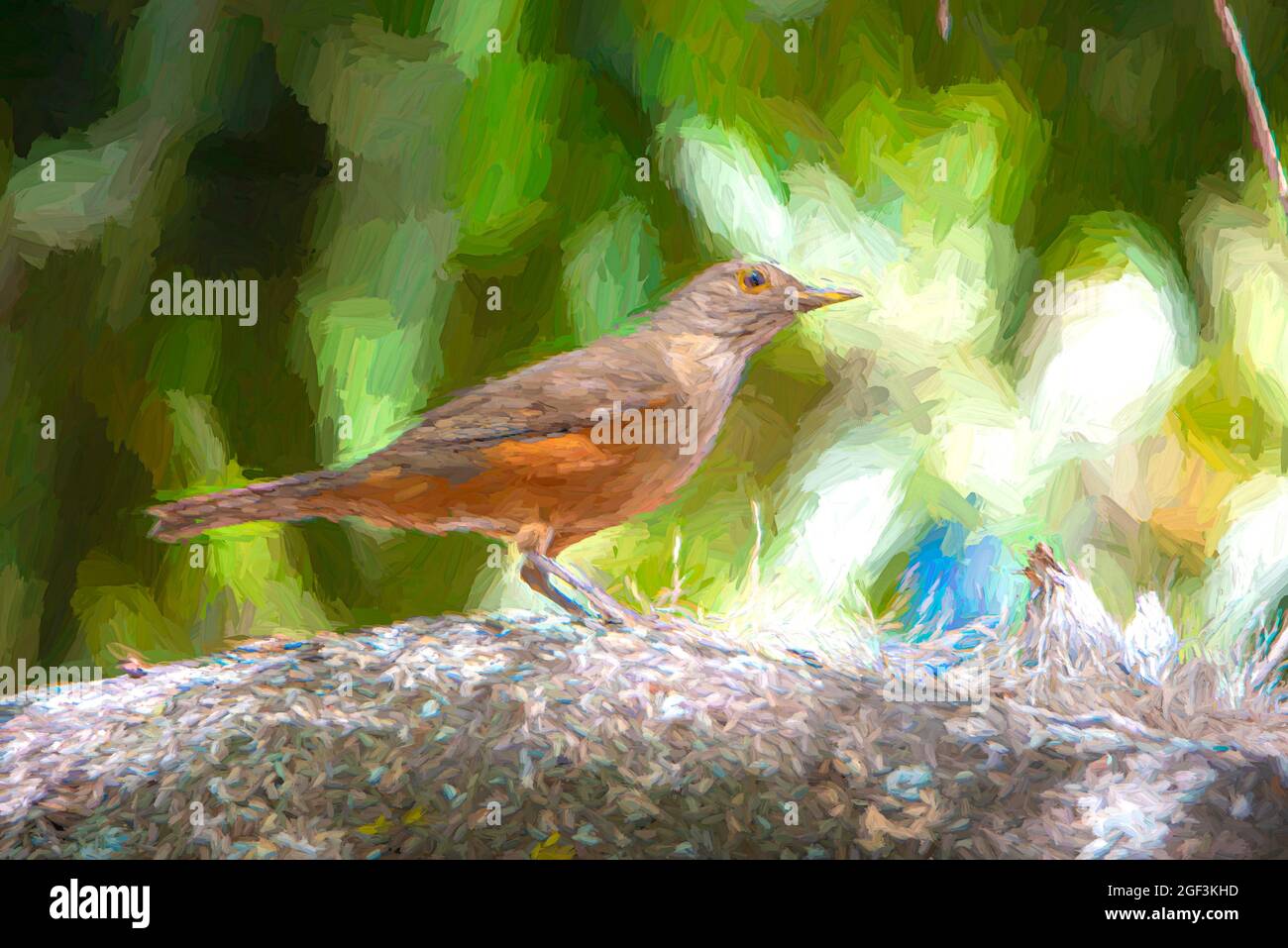 Digital Painting of a Rufous bauchlied Thrush on a Ast of a Tree. Stockfoto