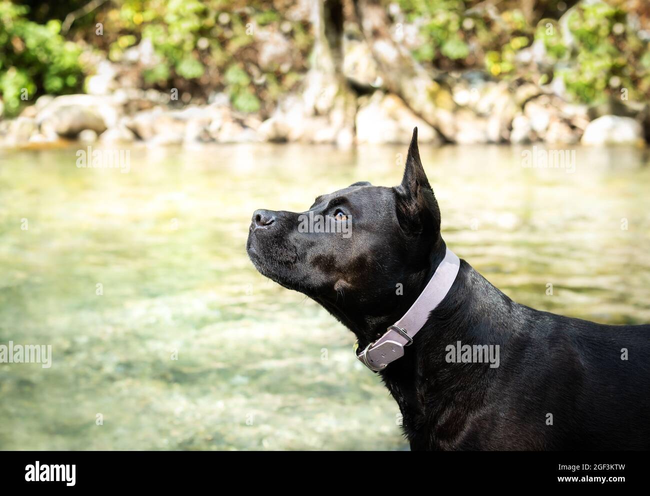 Schwarzer Hund steht seitlich, während er nach oben schaut, vor dem Flusswasser. Teilansicht der mittelgroßen weiblichen schwarzen Staffordshire Terrier oder Staffy suchen Stockfoto