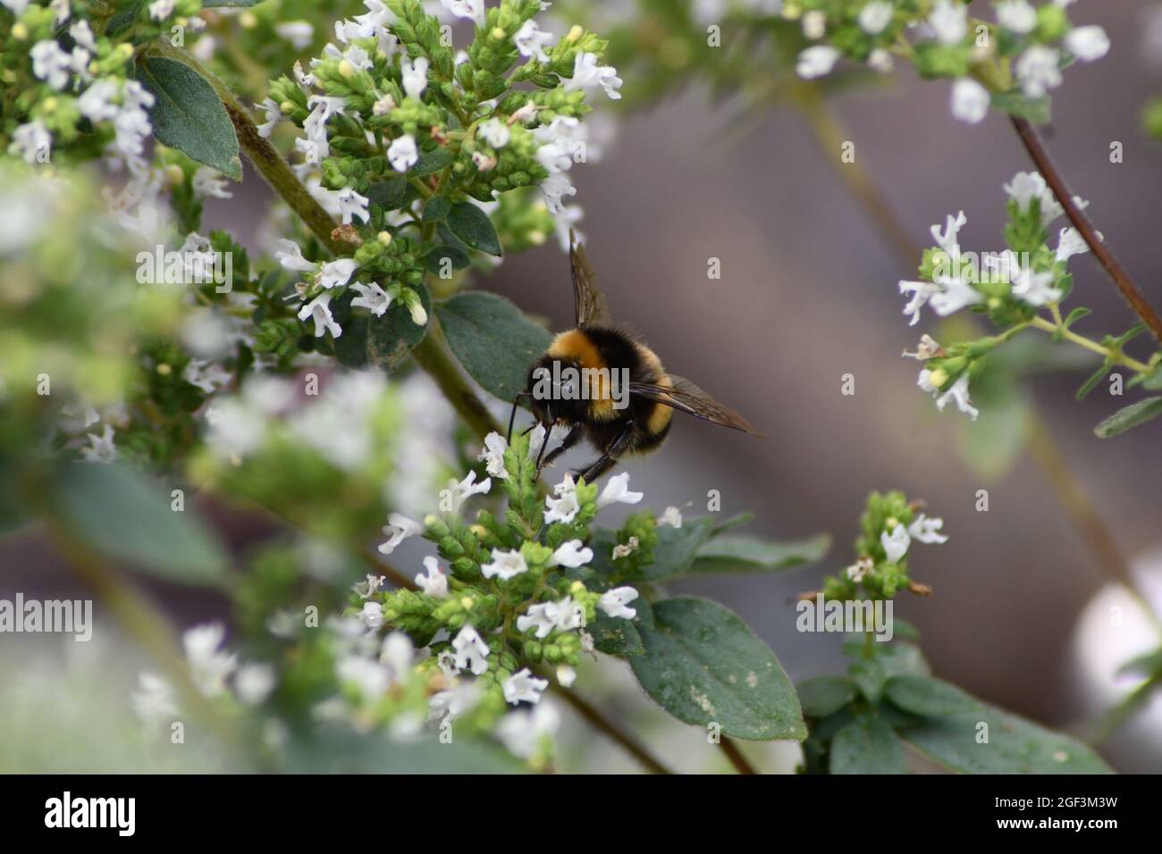 Eine englische Bumble Bee bestäubt Blumen, während sie Nektar extrahiert Stockfoto