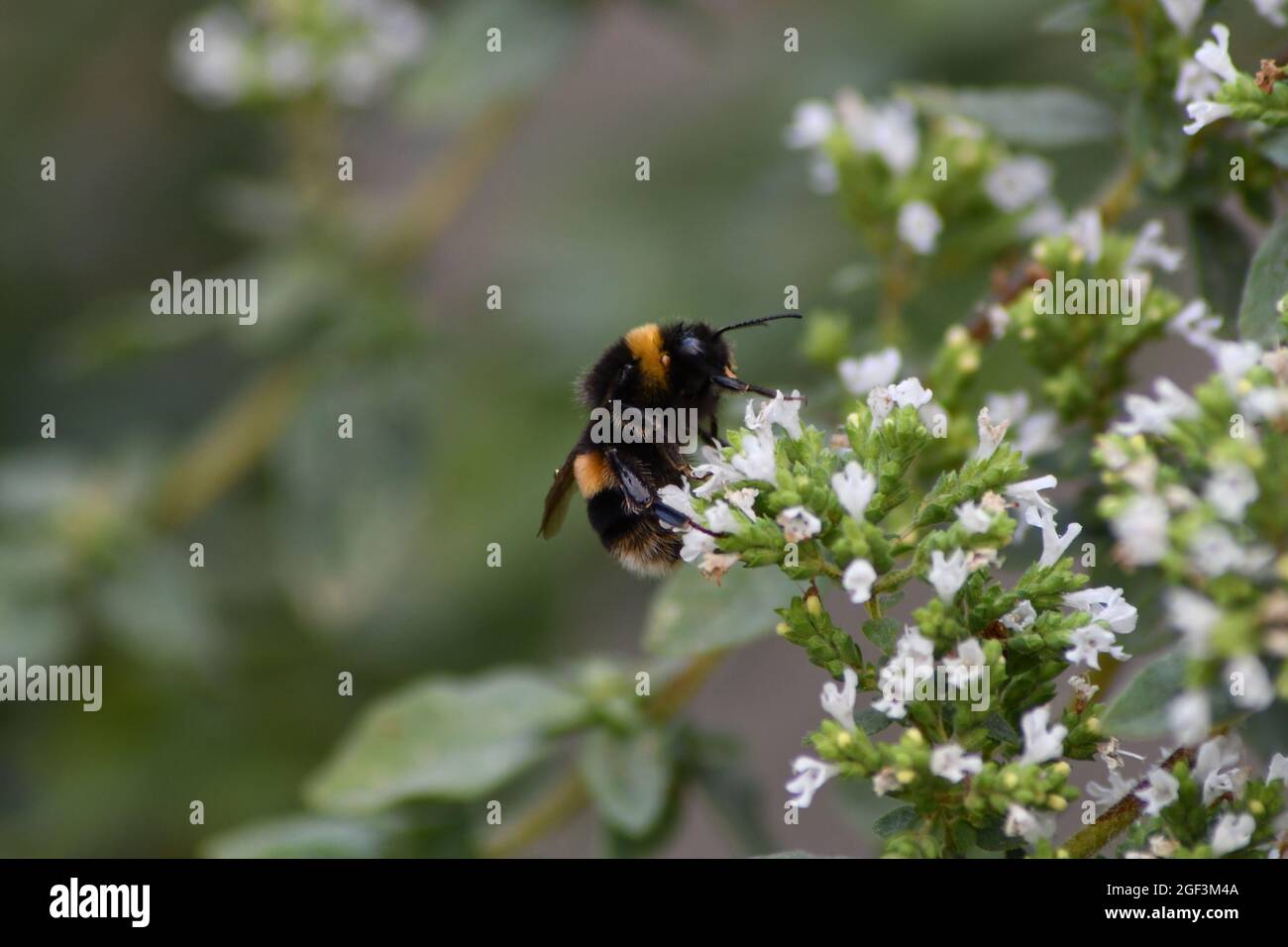 Eine englische Bumble Bee bestäubt Blumen, während sie Nektar extrahiert Stockfoto