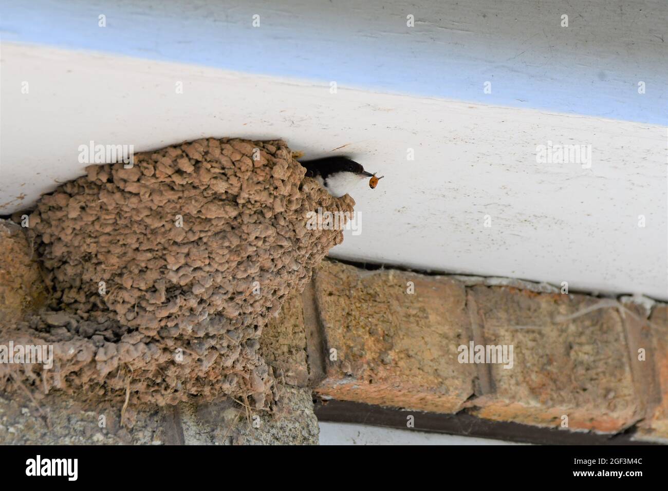 Eine Schwalbe, Haus Martin, der einen Marienkäfer aus seinem Nest entfernt Stockfoto