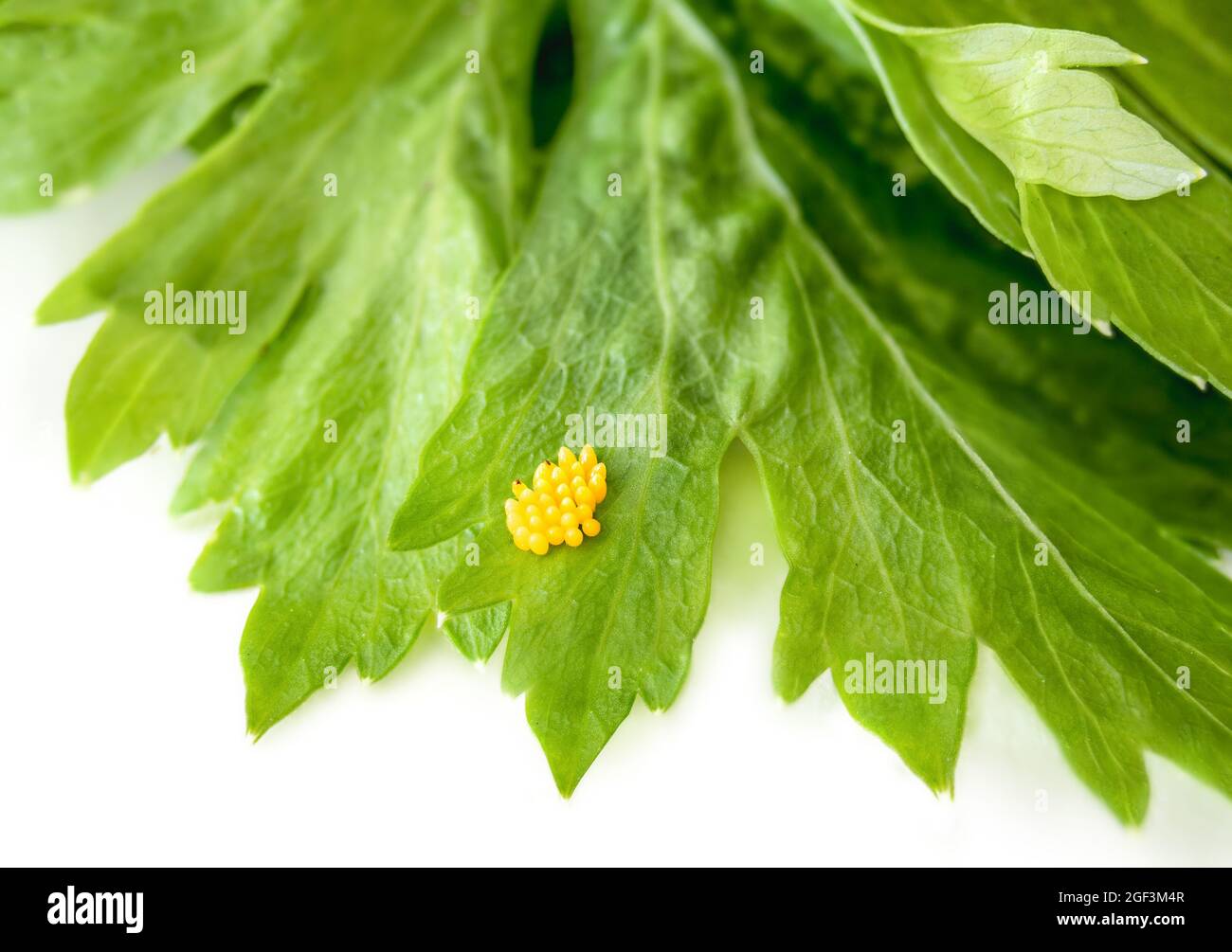 Marienkäfer-Ei-Cluster auf Sellerie-Blatt, Nahaufnahme. Gruppe von gelben ovalen Eiern. Auch bekannt als Marienkäfer, Marienkäfer, Damenuhr und Damenfliege. Benefici Stockfoto