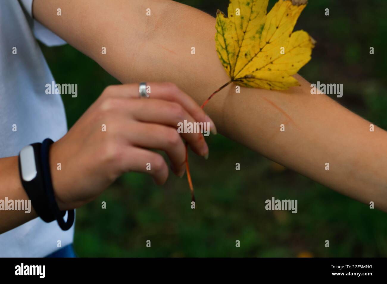 Unschärfe weibliche Hand mit gelben trockenen Blatt halten und legen Sie es auf zerkratzte Hand. Hallo Herbst. Frauen stehen im Herbstpark. Oktoberstimmung. Weichzeichnen. Nahaufnahme Stockfoto