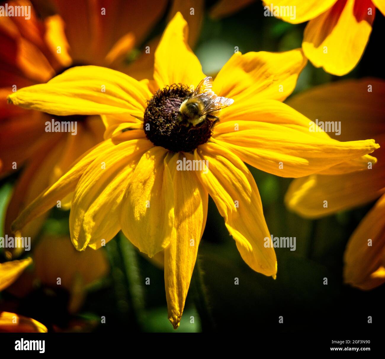 Bienen-Sonnenblumen Prince's Island Park Calgary Alberta Stockfoto
