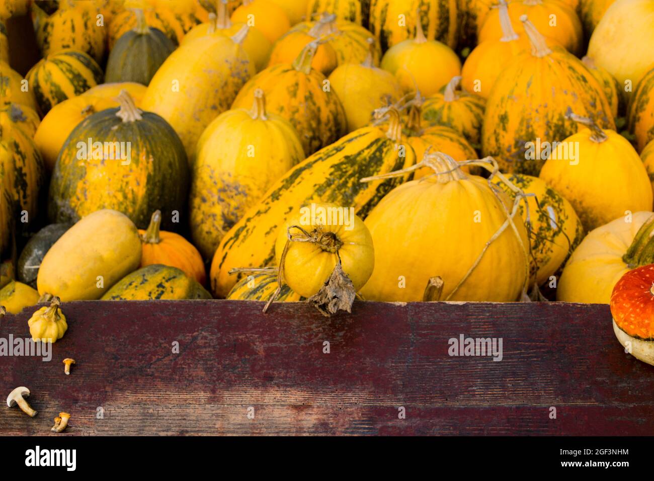 Herbstlicher Rahmen Komposition und Layout aus bunten Kürbissen, Pilzen, altertümlichem alten retro-roten Hintergrund. Gelber Hintergrund. Erntefest Stockfoto