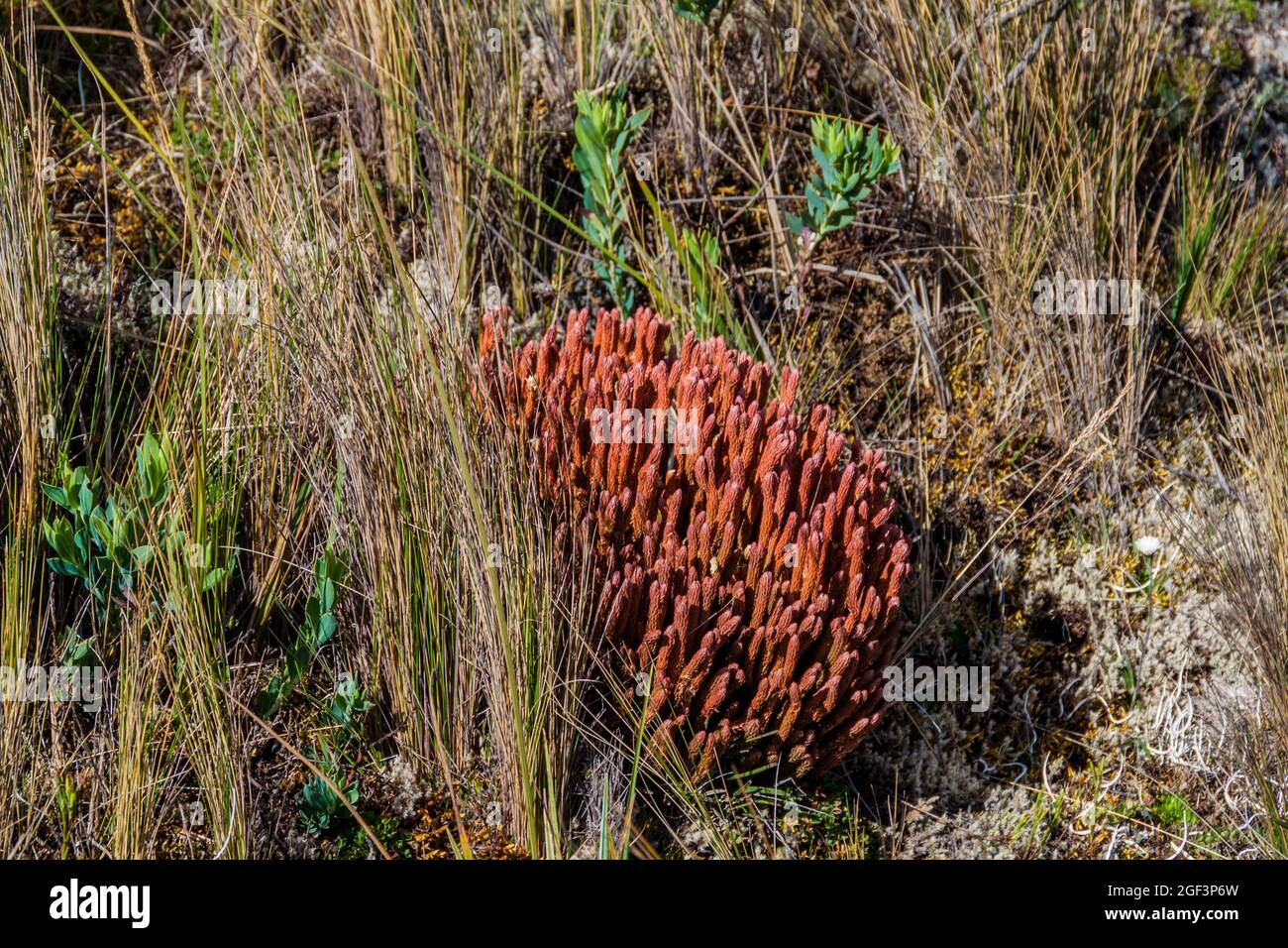 Pflanzen des Paramo Ökosystems, Ecuador Stockfoto