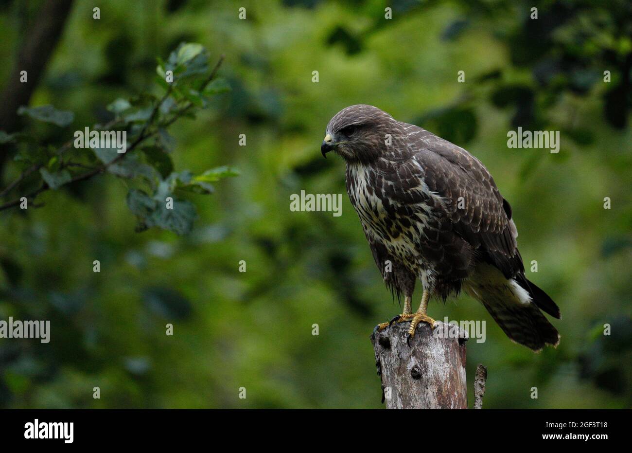 Mäusebussard Stockfoto