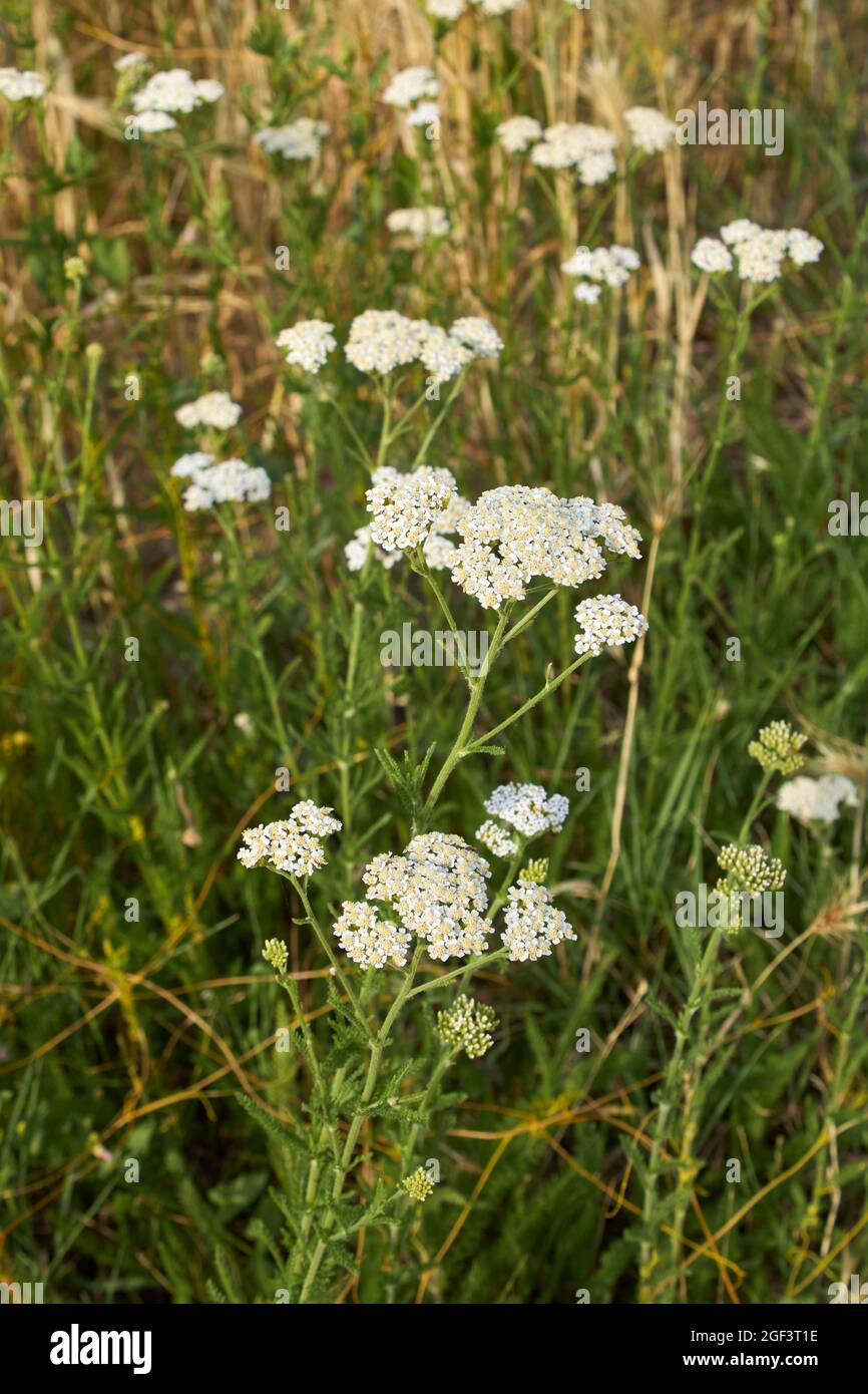 Weißer Blütenstand der Achillea millefolium Pflanze Stockfoto