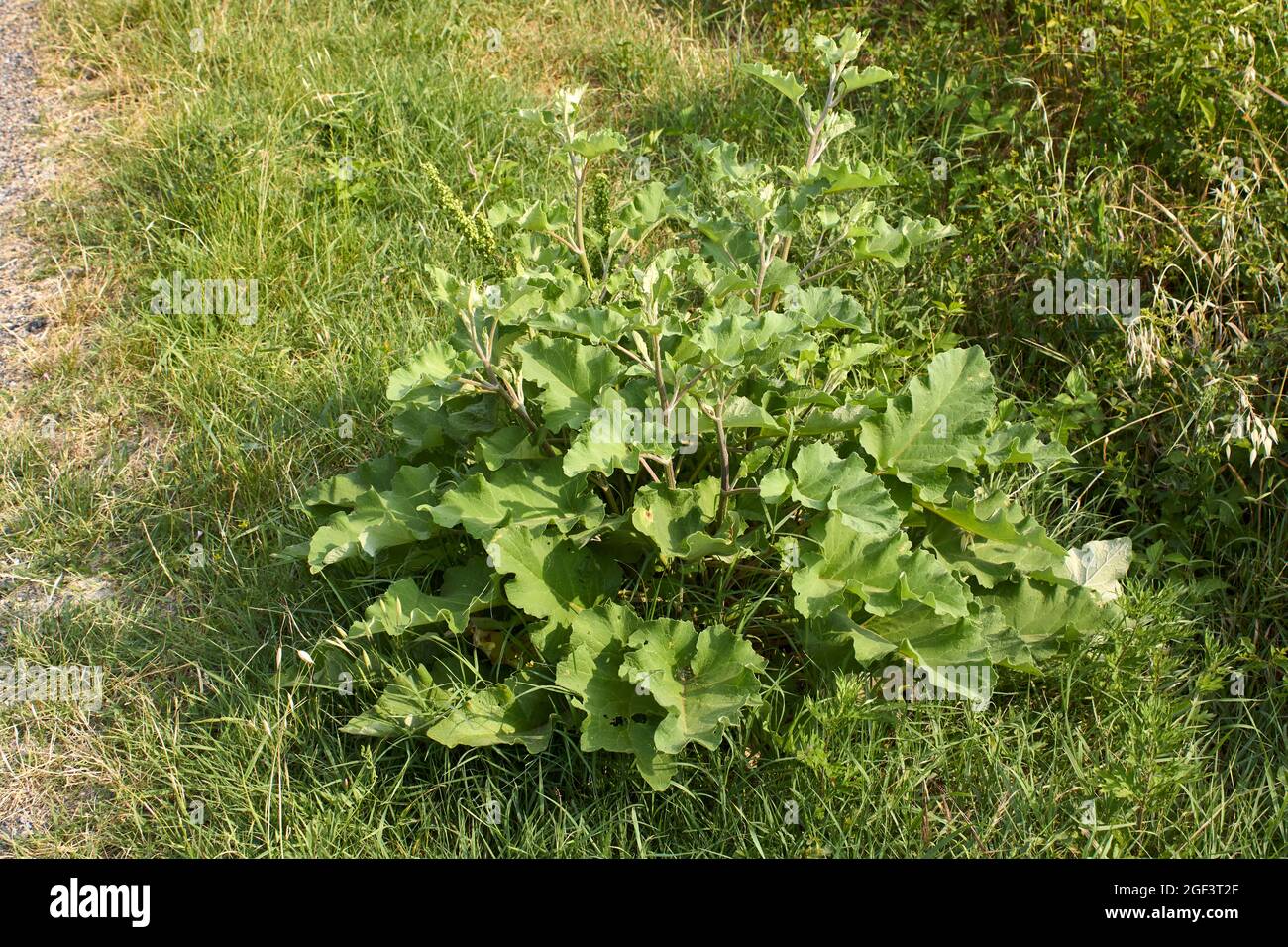 Arctium Lappa frische Blätter und Blumen Stockfoto