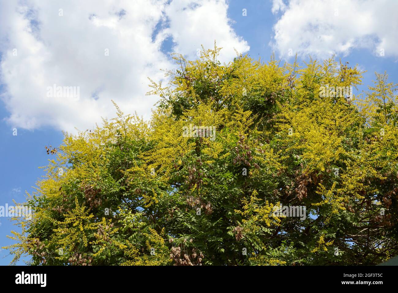 Koelreuteria paniculata gelbe Blüte Stockfoto